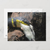 Carte Postale Serpent et souris (Devant / Derrière)