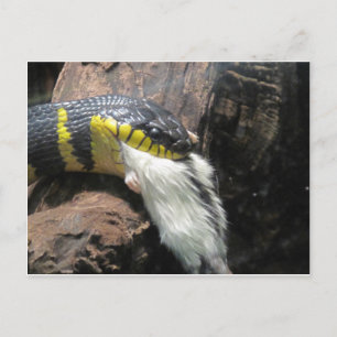 Carte Postale Serpent et souris
