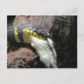Carte Postale Serpent et souris (Devant)
