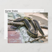 Carte Postale Serpent Garter (Devant / Derrière)