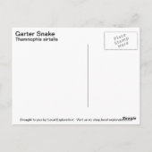 Carte Postale Serpent Garter (Dos)