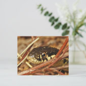 Carte Postale Serpent Garter (Debout devant)