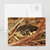 Carte Postale Serpent Garter (Devant / Derrière)