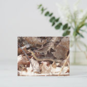 Carte Postale Serpent Garter (Debout devant)