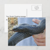 Carte Postale Serpent indigo oriental (Drymarchon corais couperi (Devant / Derrière)