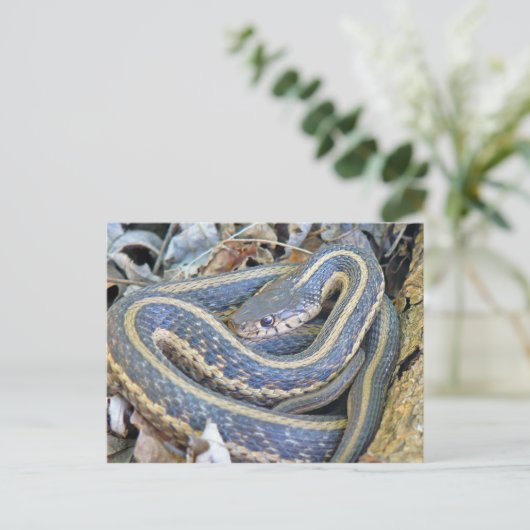 Carte Postale Serpent Lined. (Debout devant)