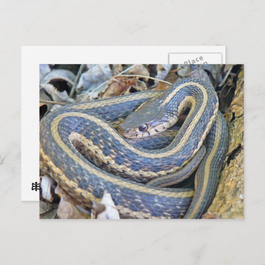 Carte Postale Serpent Lined. (Devant / Derrière)