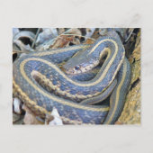 Carte Postale Serpent Lined. (Devant)