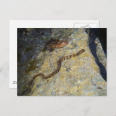 Carte Postale Serpent motif Brown sur Rock (Devant / Derrière)