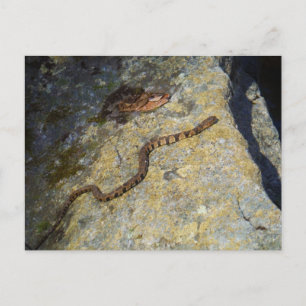 Carte Postale Serpent motif Brown sur Rock