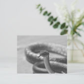 Carte Postale Serpent noir et blanc (Debout devant)