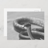 Carte Postale Serpent noir et blanc (Devant / Derrière)