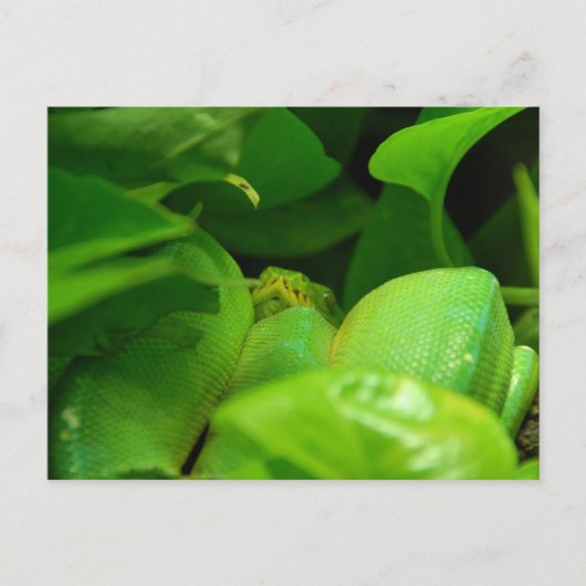 Carte Postale serpent python (Devant)