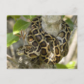 Carte Postale Serpent python birman (Devant)