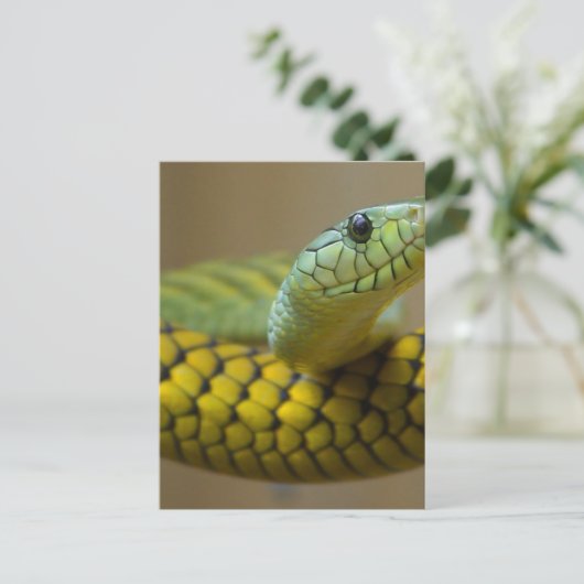 Carte Postale Serpent Reptile (Debout devant)