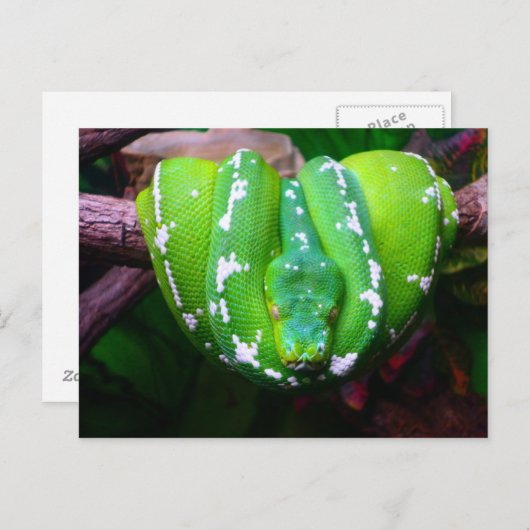 Carte postale Serpent Vert (Devant / Derrière)