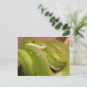 Carte Postale serpent vert (Debout devant)