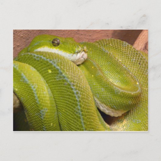 Carte Postale serpent vert (Devant)