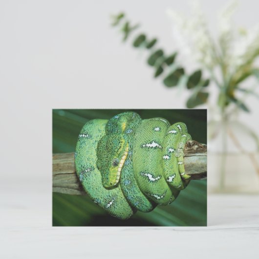 Carte Postale Serpent vert (Debout devant)