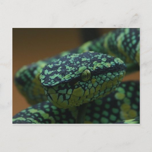 Carte Postale Serpent vert (Devant)