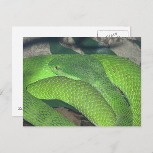 Carte Postale serpent vert (Devant / Derrière)