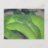 Carte Postale serpent vert (Devant)