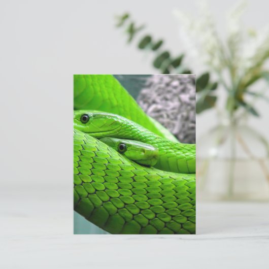 Carte Postale Serpent Vert (Debout devant)