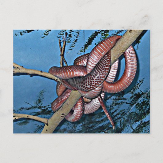 Carte Postale Serpents venimeux à la coque brun rouge (Devant)