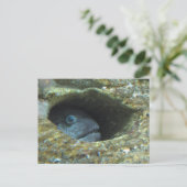 Carte Postale Serran piqué (Debout devant)