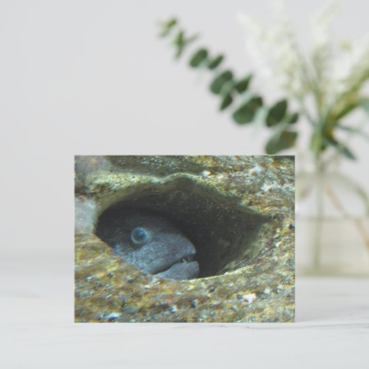 Carte Postale Serran piqué (Debout devant)