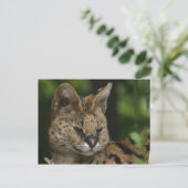 Carte postale Serval (Debout devant)
