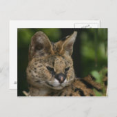 Carte postale Serval (Devant / Derrière)