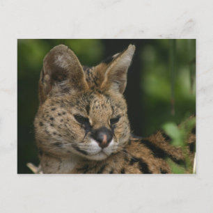 Carte postale Serval