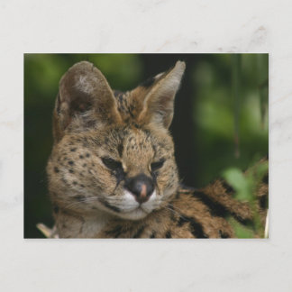 Carte postale Serval