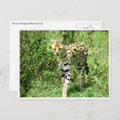 Carte Postale serval (Devant / Derrière)