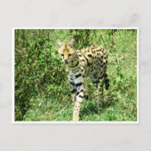 Carte Postale serval (Devant)