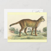 Carte Postale Serval (Devant / Derrière)