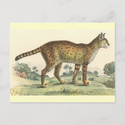Carte Postale Serval (Devant)