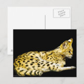 Carte postale Serval (Devant / Derrière)