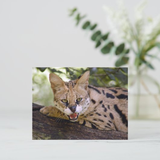 Carte Postale serval 013 (Debout devant)