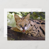 Carte Postale serval 013 (Devant / Derrière)