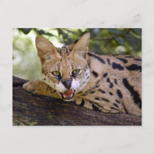 Carte Postale serval 013