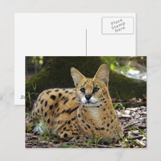 Carte Postale serval 015 (Devant / Derrière)
