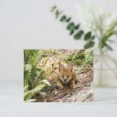 Carte Postale serval 019 (Debout devant)