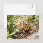 Carte Postale serval 019 (Devant / Derrière)