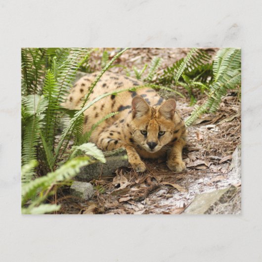 Carte Postale serval 019 (Devant)