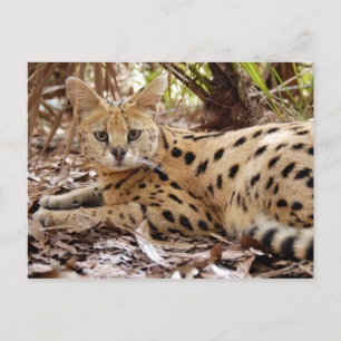 Carte Postale serval 025