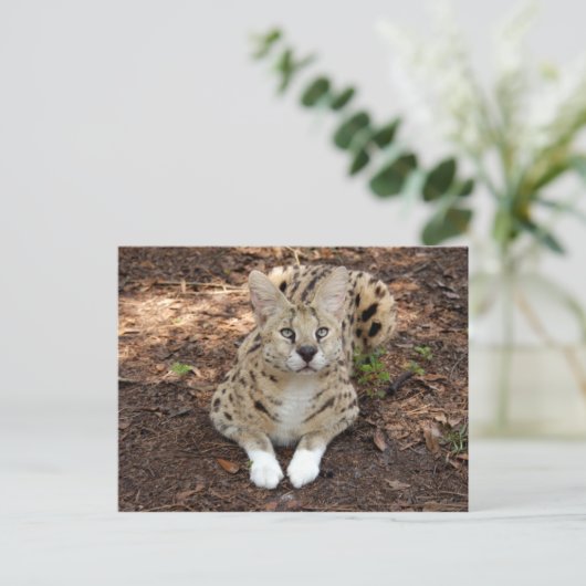 Carte Postale serval 028 (Debout devant)
