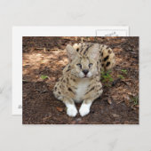 Carte Postale serval 028 (Devant / Derrière)