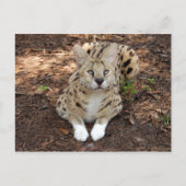 Carte Postale serval 028 (Devant)